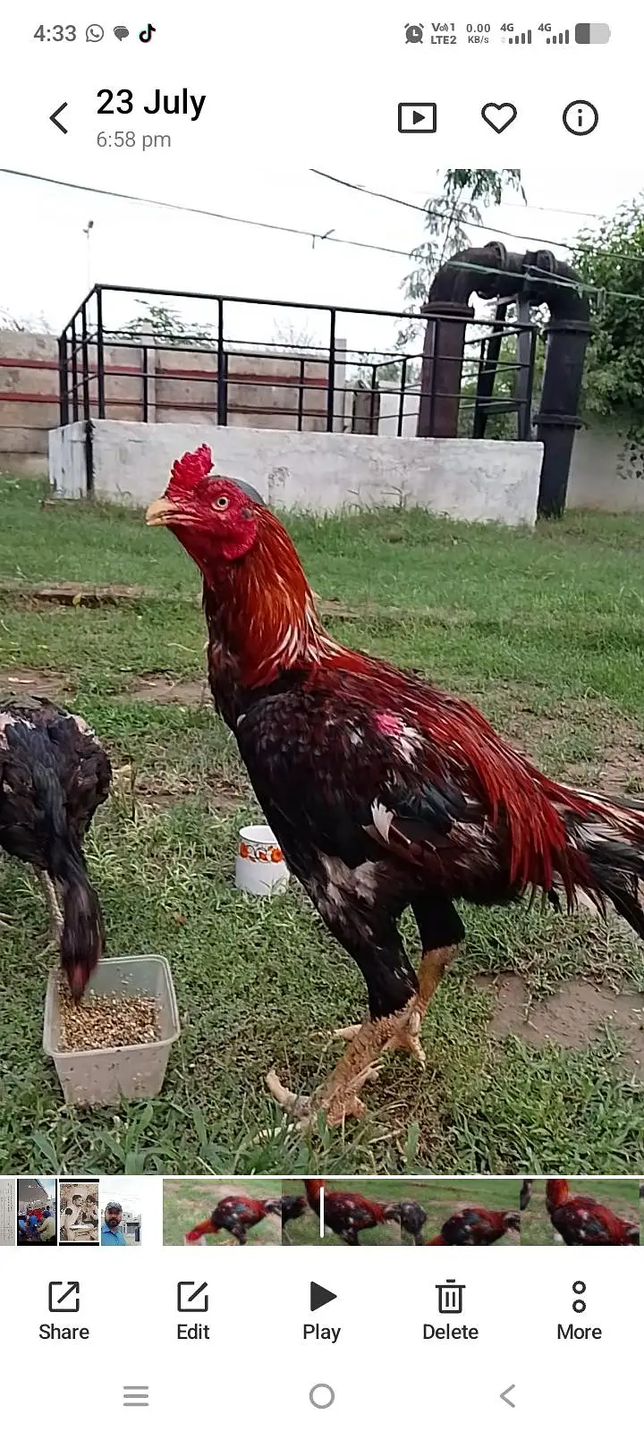 pure Kamalia blood line breeder — photo 2