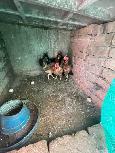 golden misri murghiya for sale