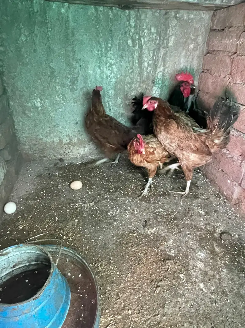 golden misri murghiya for sale — photo 2