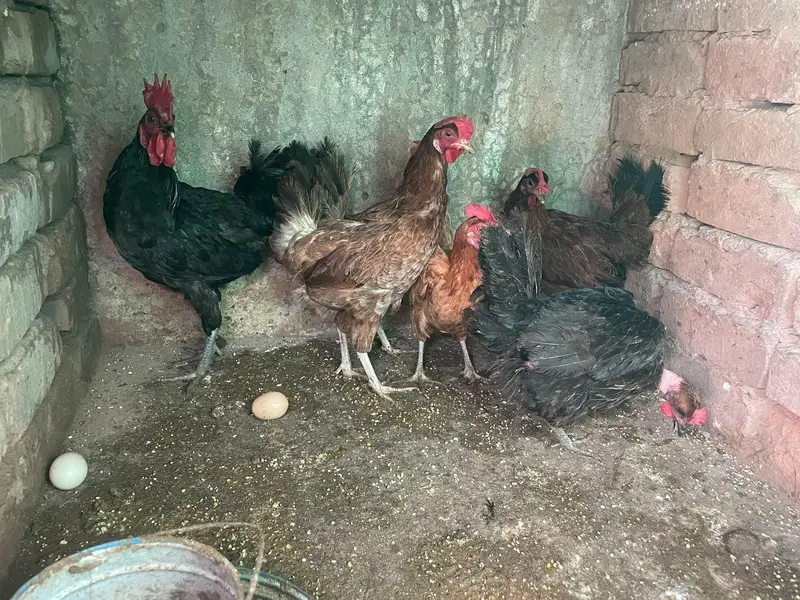 golden misri murghiya for sale — photo 3