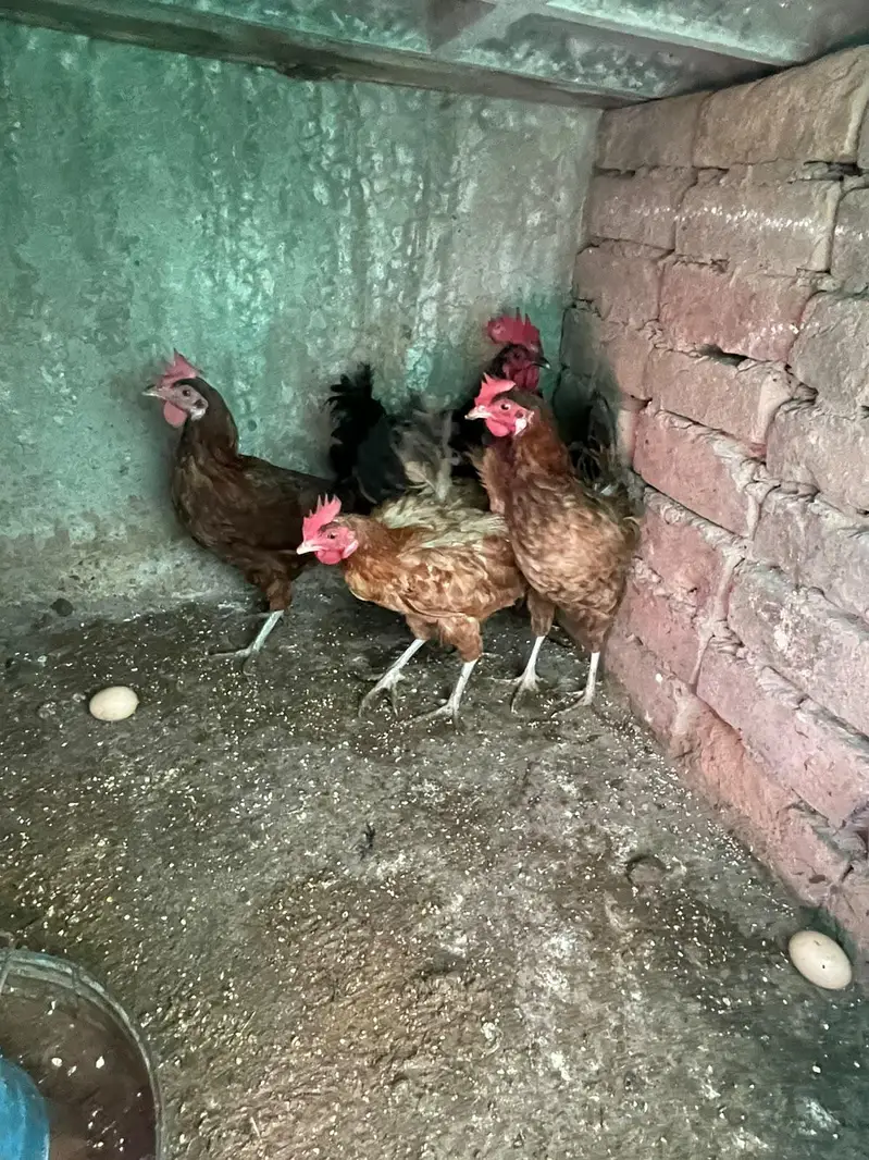 golden misri murghiya for sale — photo 4