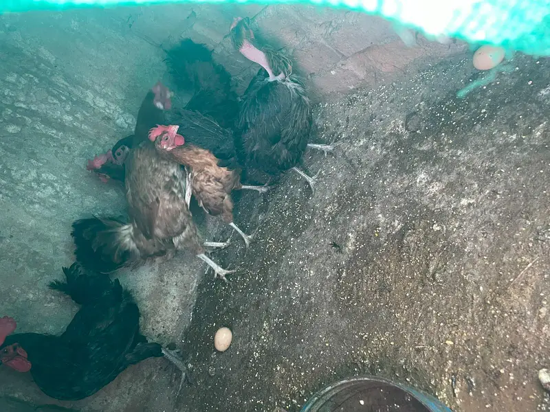 golden misri murghiya for sale — photo 5
