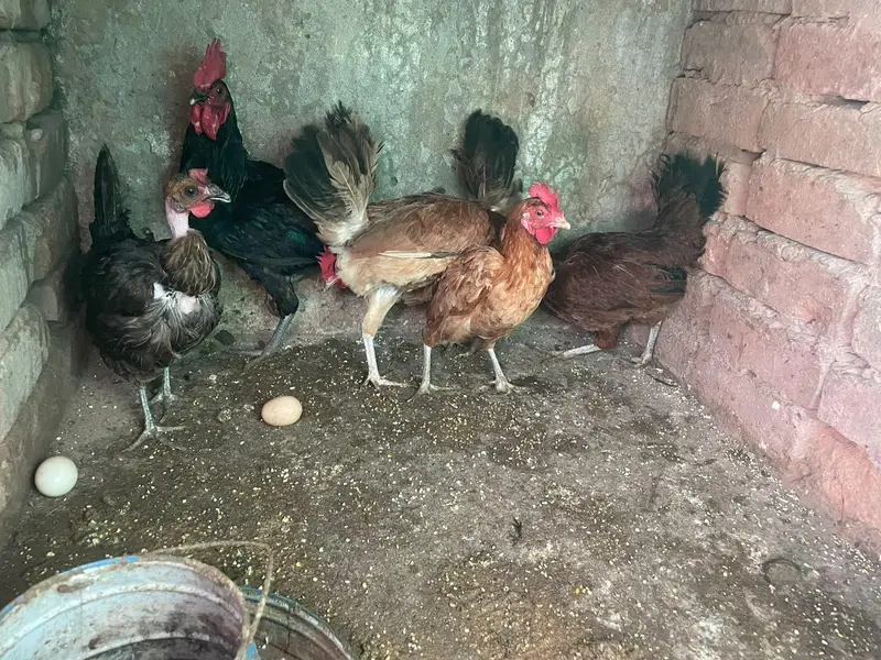 golden misri murghiya for sale — photo 6