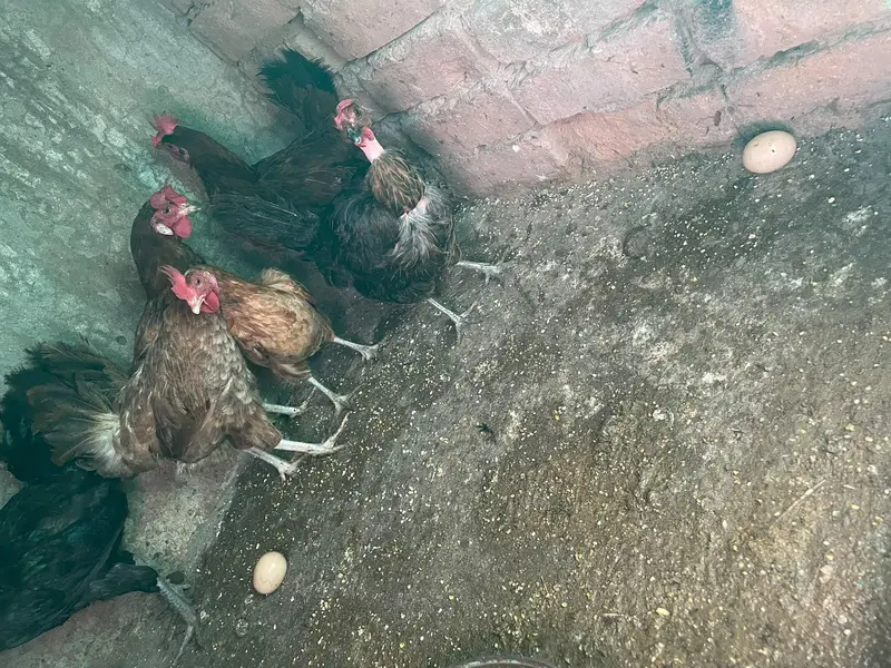 golden misri murghiya for sale — photo 7