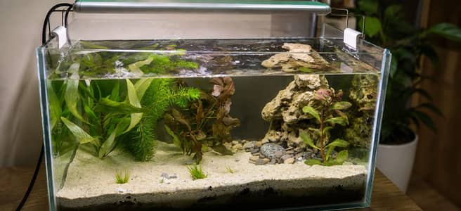nano aquarium