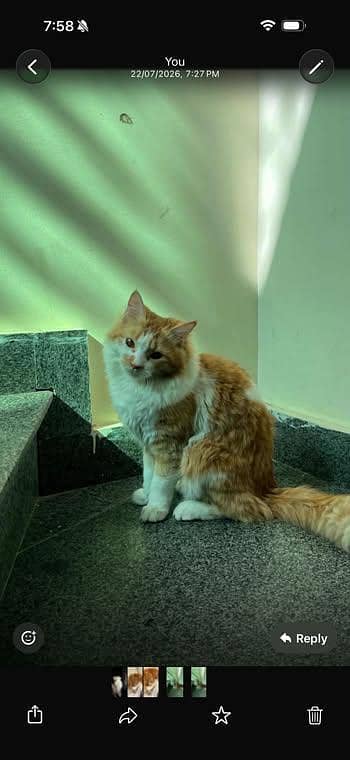 Turkish angora cat