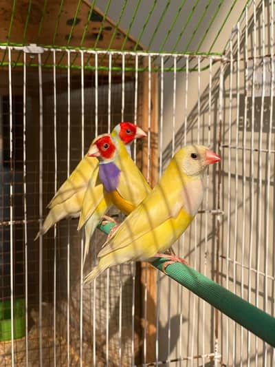 Lutino And Common Golden finch 03004368896