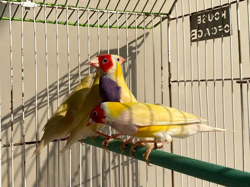 Lutino And Common Golden finch 03004368896 — photo 2