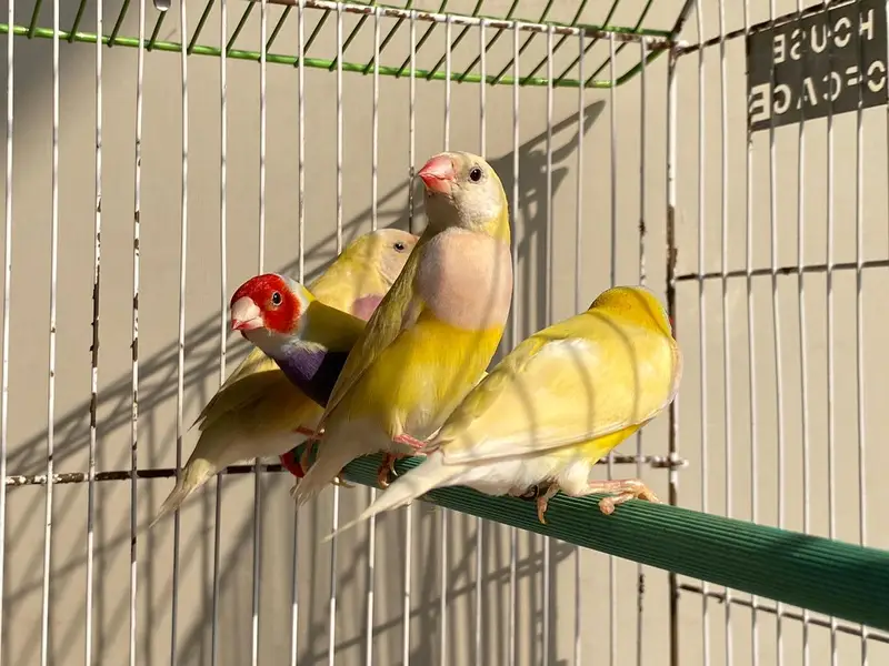 Lutino And Common Golden finch 03004368896 — photo 3
