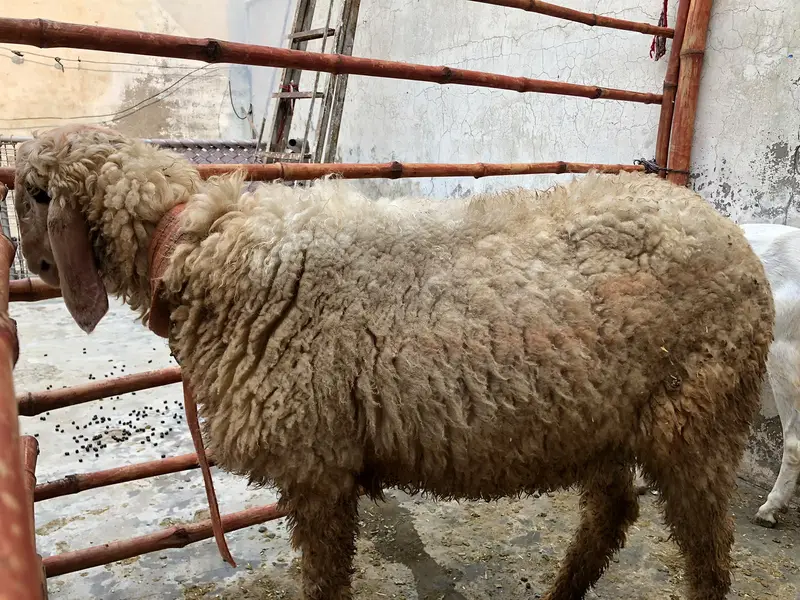 Premium High Quality Desi Goats for sale — photo 6