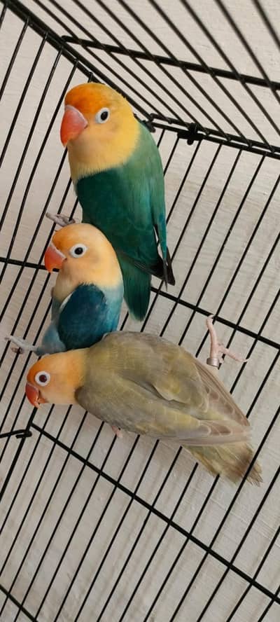 Parblue opaline palefellow Love Birds For Sale