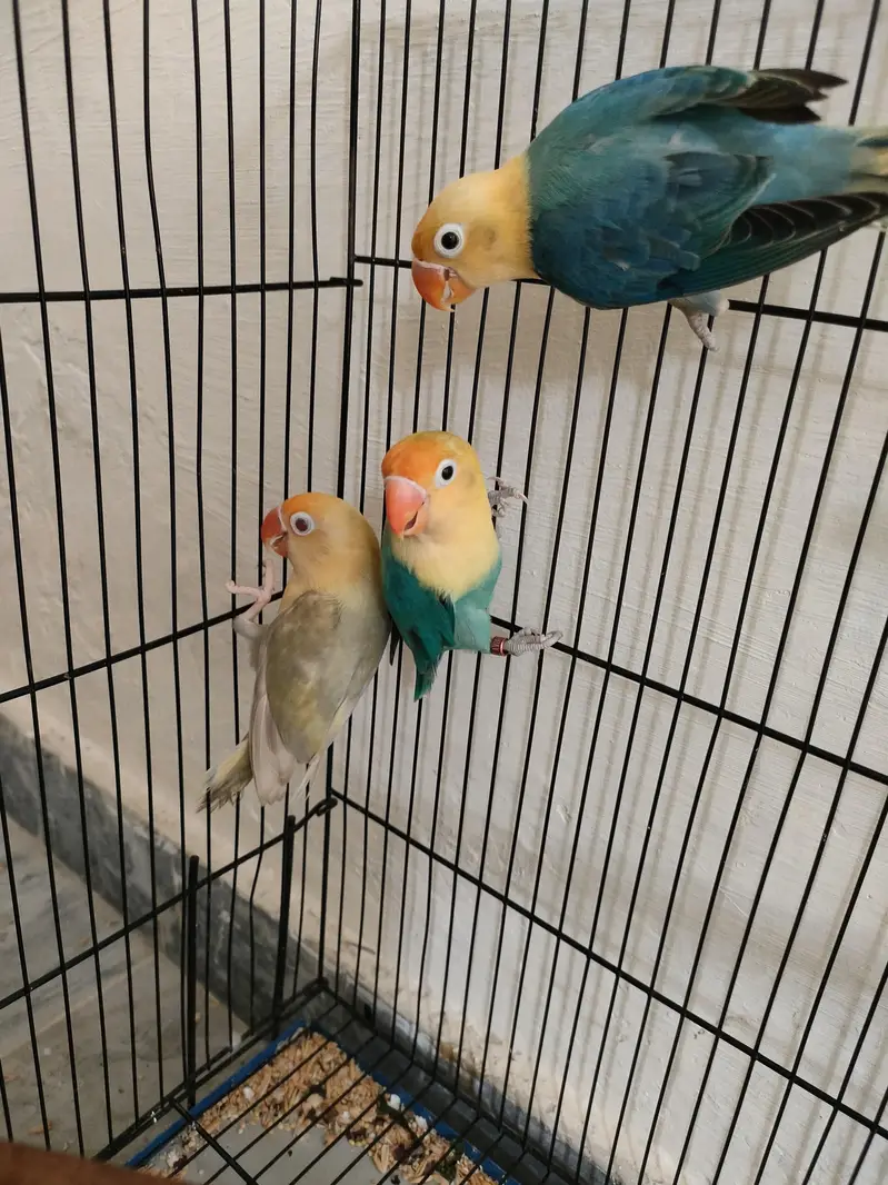 Parblue opaline palefellow Love Birds For Sale — photo 2
