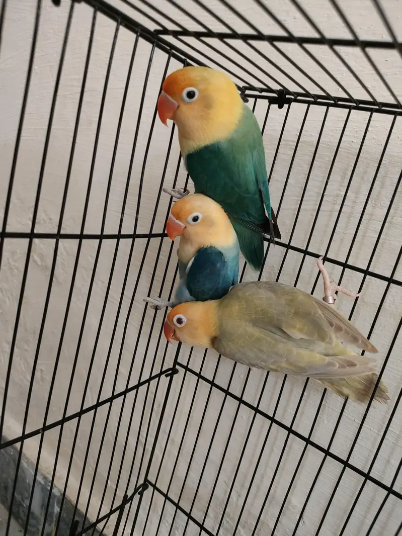 Parblue opaline palefellow Love Birds For Sale — photo 3