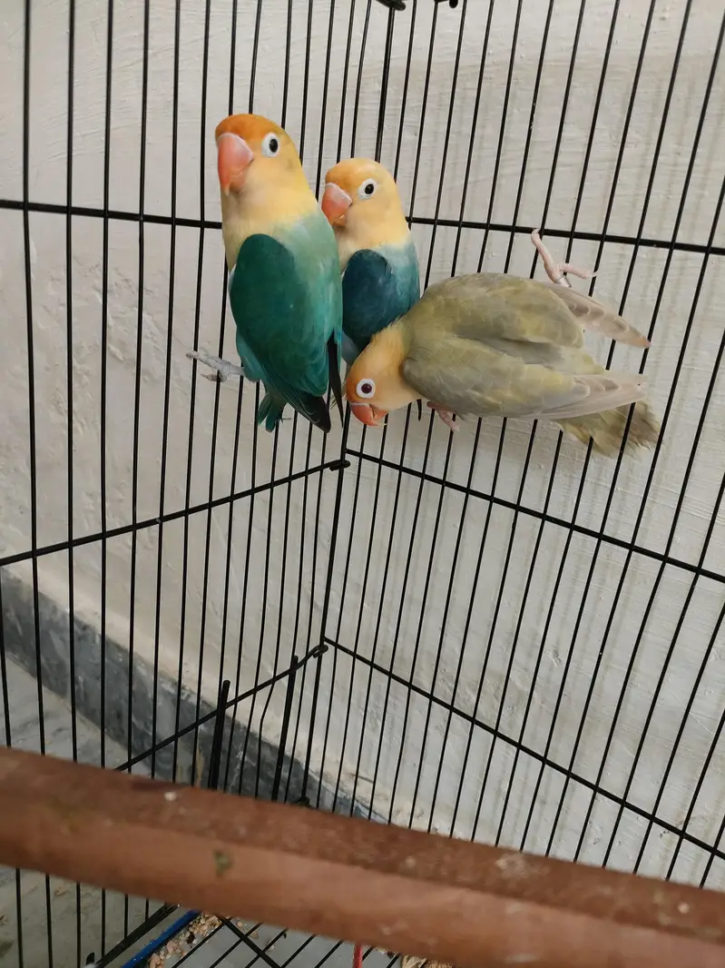Parblue opaline palefellow Love Birds For Sale — photo 4