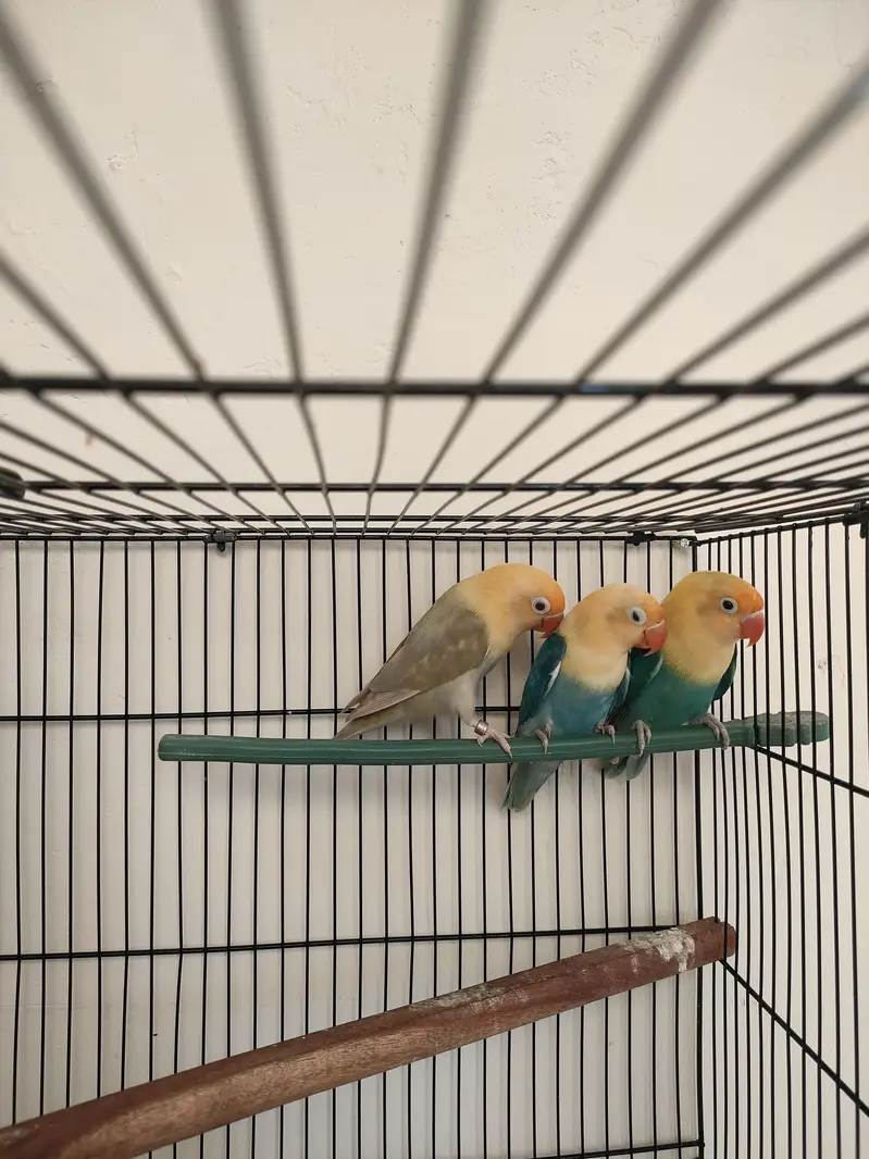 Parblue opaline palefellow Love Birds For Sale — photo 5