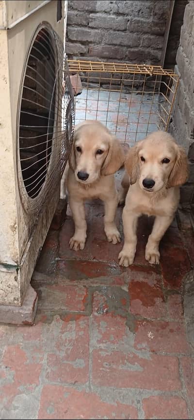 golden retriever male pups