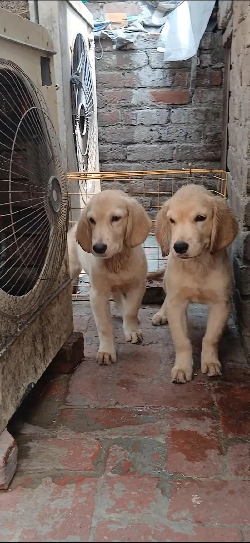 golden retriever male pups — photo 2