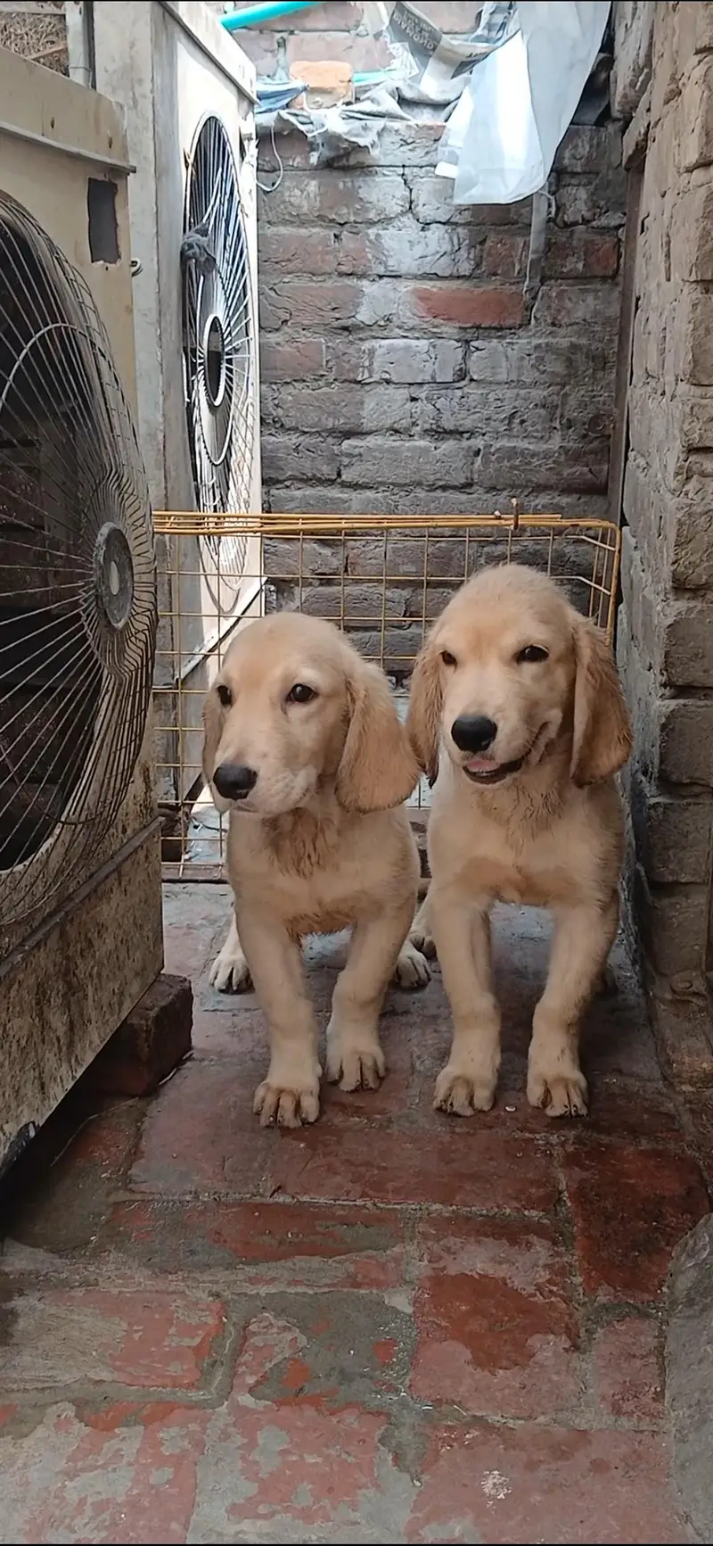 golden retriever male pups — photo 3