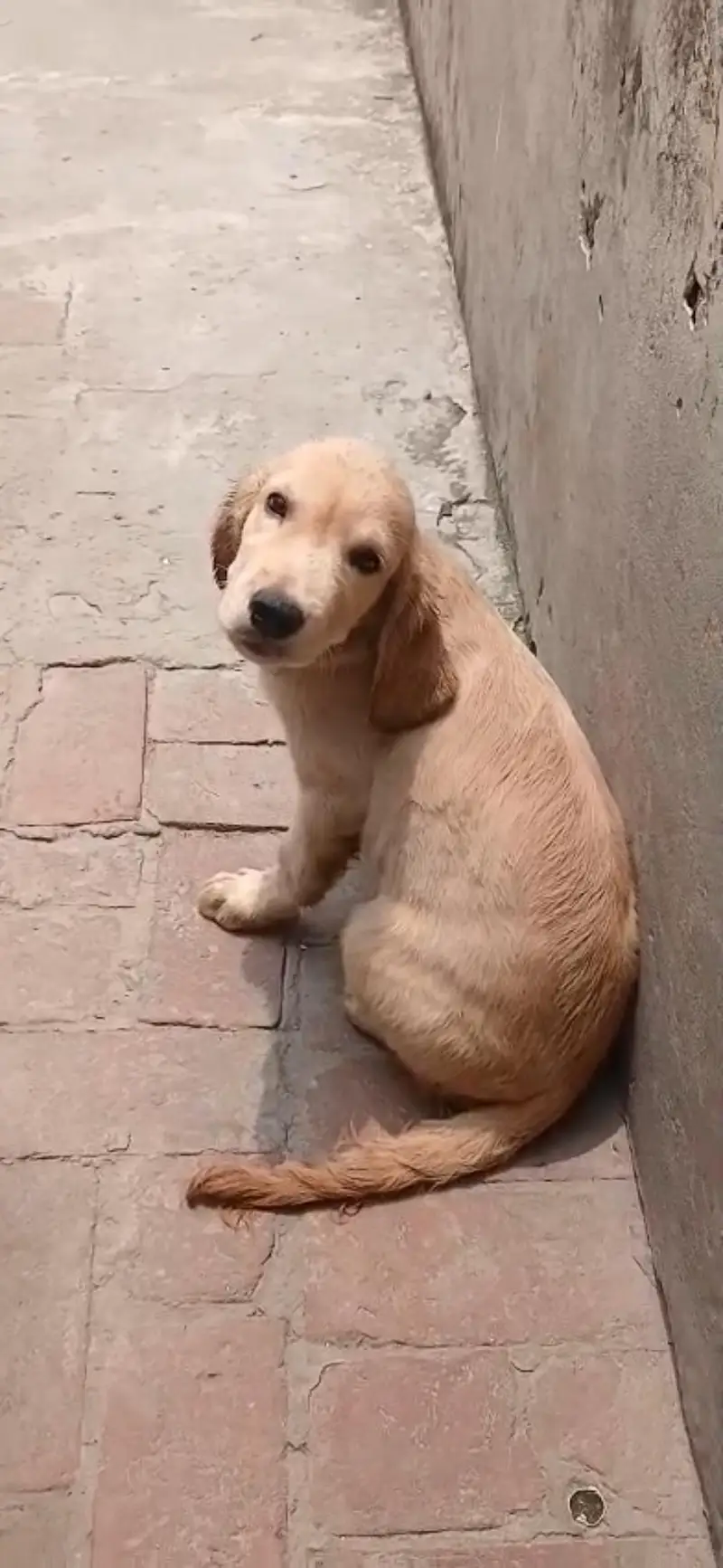 golden retriever male pups — photo 4