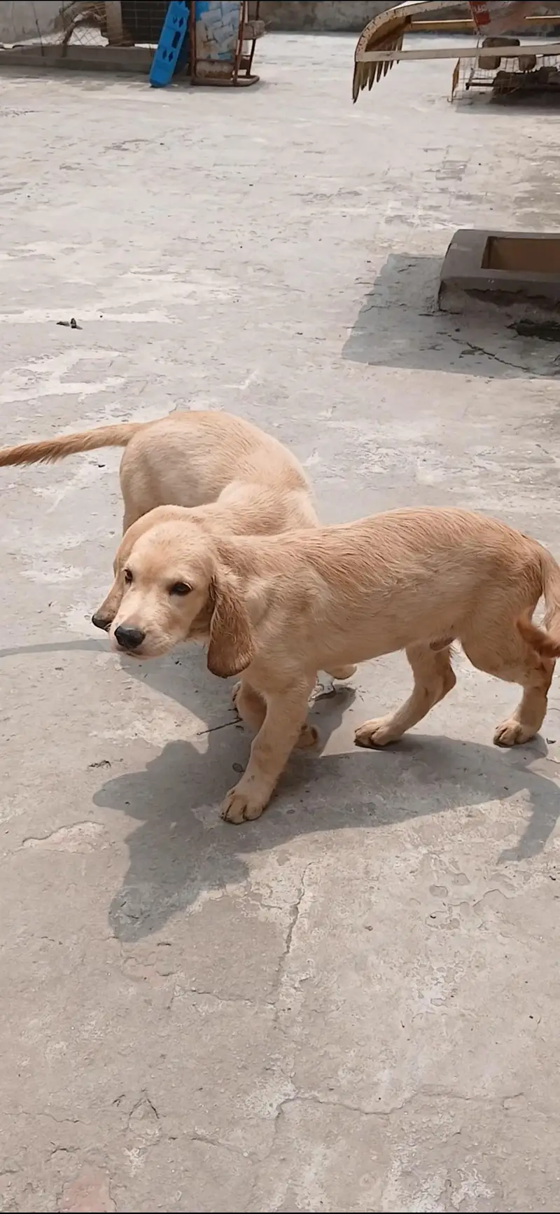 golden retriever male pups — photo 5