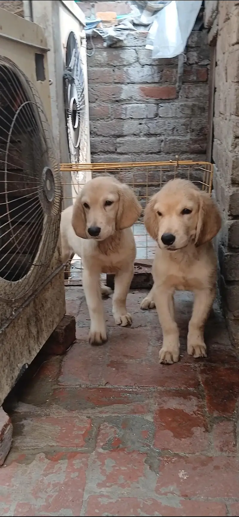golden retriever male pups — photo 7