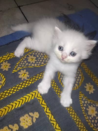 Triple Coated Persian Kittens