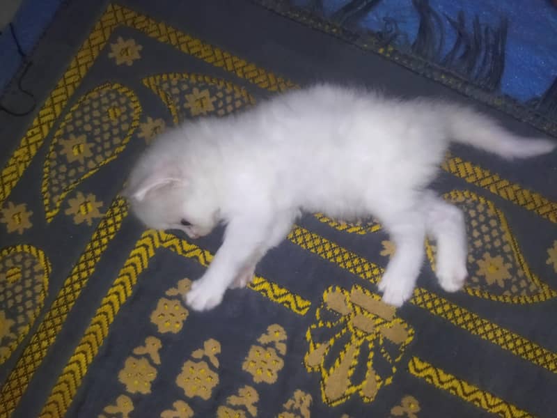 Triple Coated Persian Kittens 1
