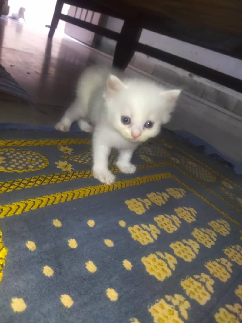 Triple Coated Persian Kittens 2