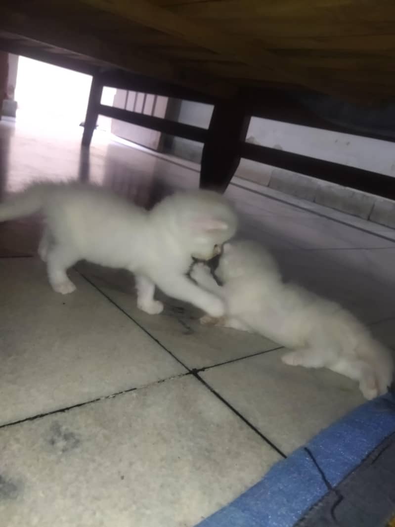 Triple Coated Persian Kittens 3