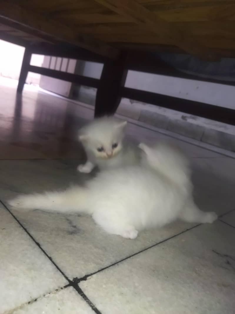 Triple Coated Persian Kittens 4