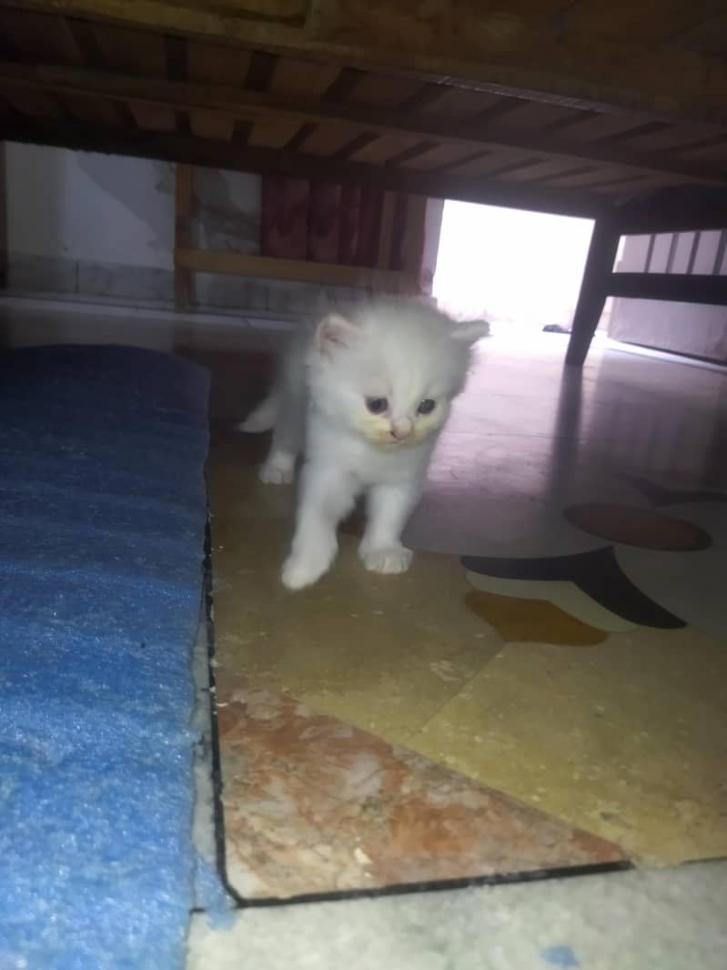 Triple Coated Persian Kittens 5