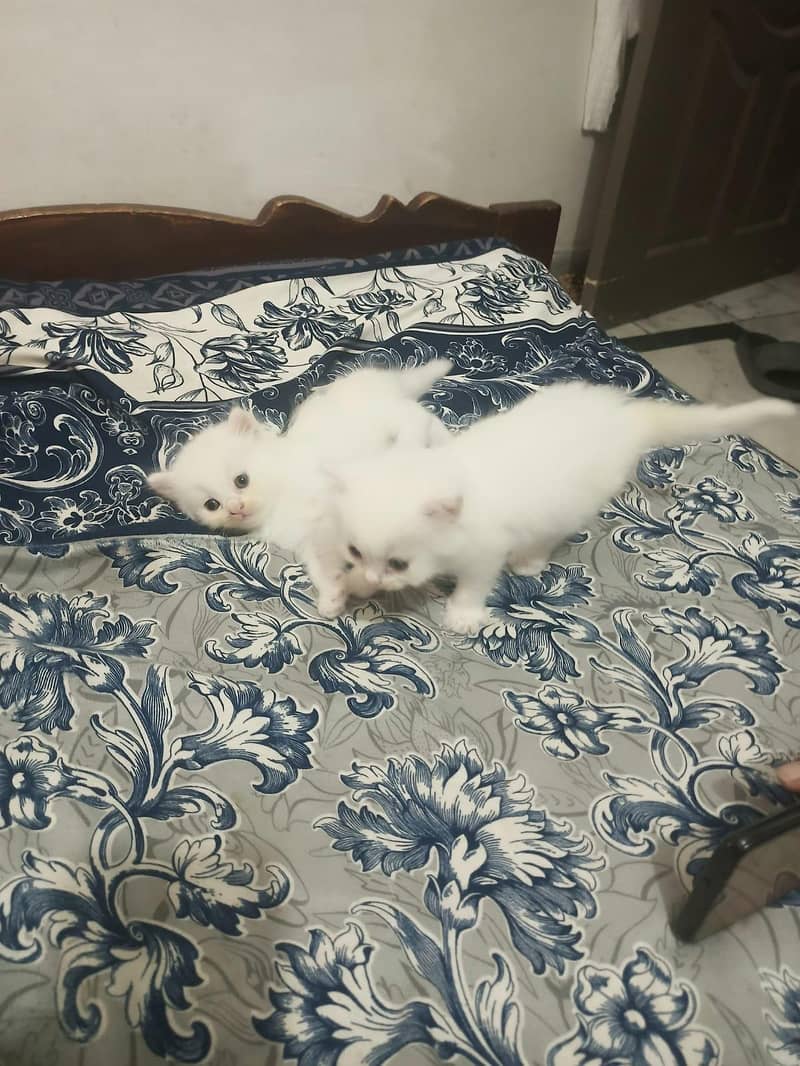 Triple Coated Persian Kittens 6