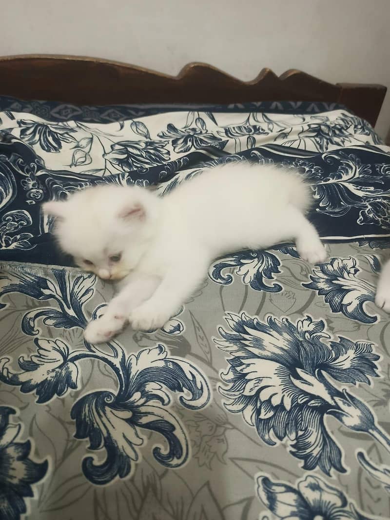 Triple Coated Persian Kittens 7