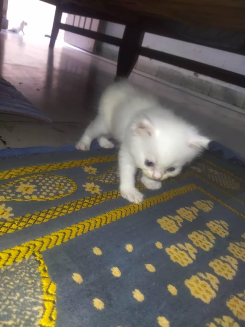 Triple Coated Persian Kittens 8
