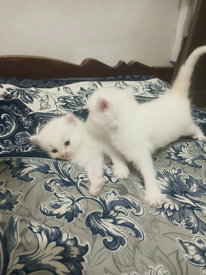 Triple Coated Persian Kittens 9
