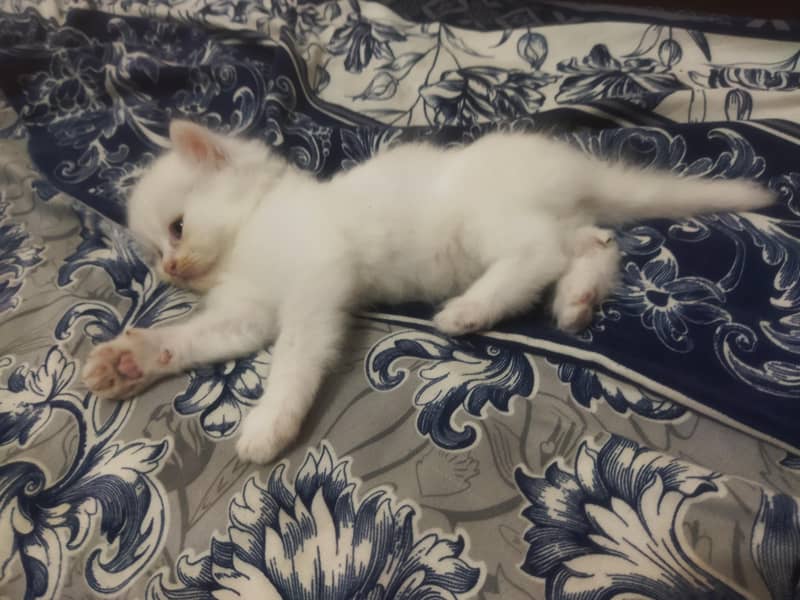 Triple Coated Persian Kittens 10