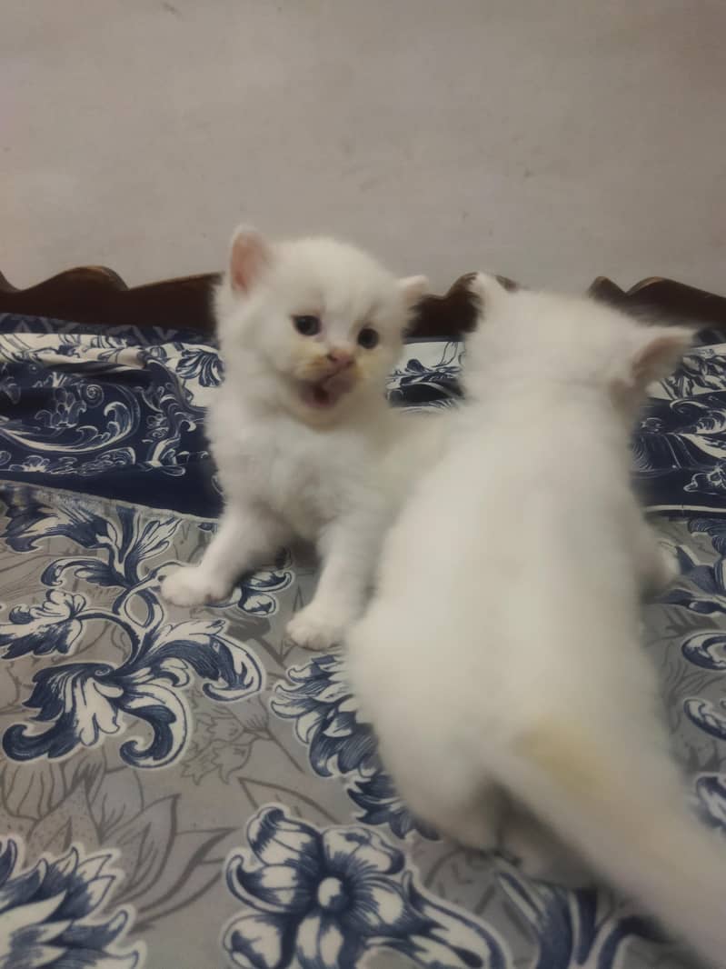 Triple Coated Persian Kittens 11