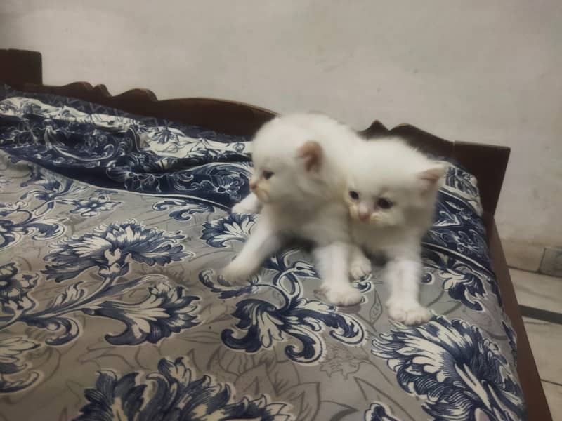 Triple Coated Persian Kittens 12