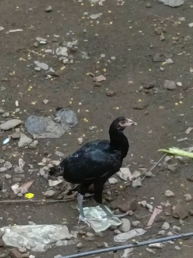 THAI ASEEL PATHE PATHI AVAILABLE — photo 3