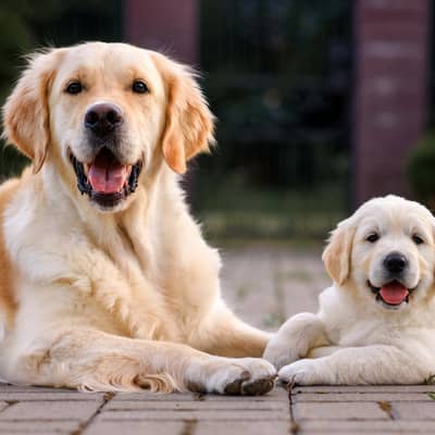 Golden retriever puppies 0313*9363417