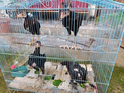 Thai Aseel Baby Chicks / Hens for Sale