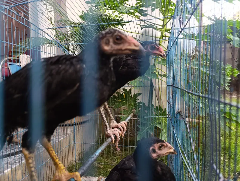 Thai Aseel Baby Chicks / Hens for Sale — photo 2