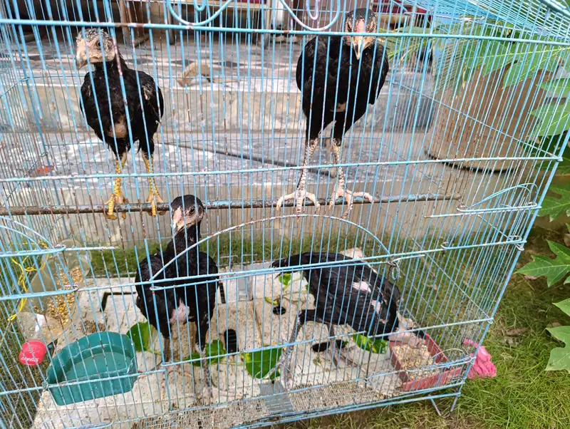 Thai Aseel Baby Chicks / Hens for Sale — photo 3