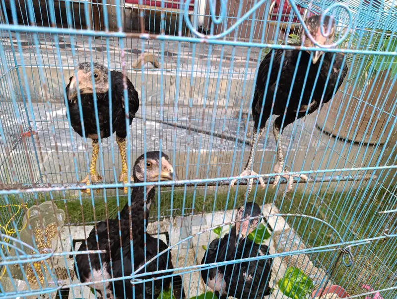 Thai Aseel Baby Chicks / Hens for Sale — photo 4