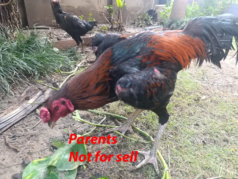 Thai Aseel Baby Chicks / Hens for Sale — photo 5