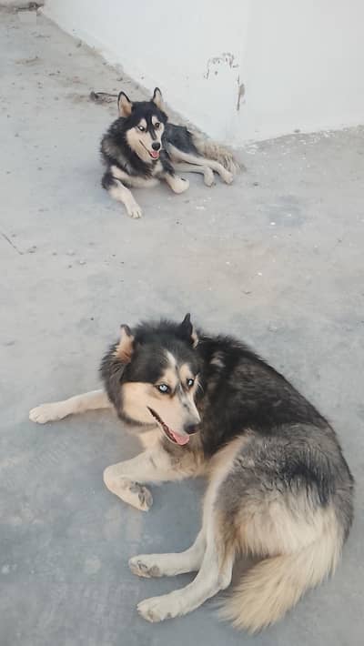 Siberian husky