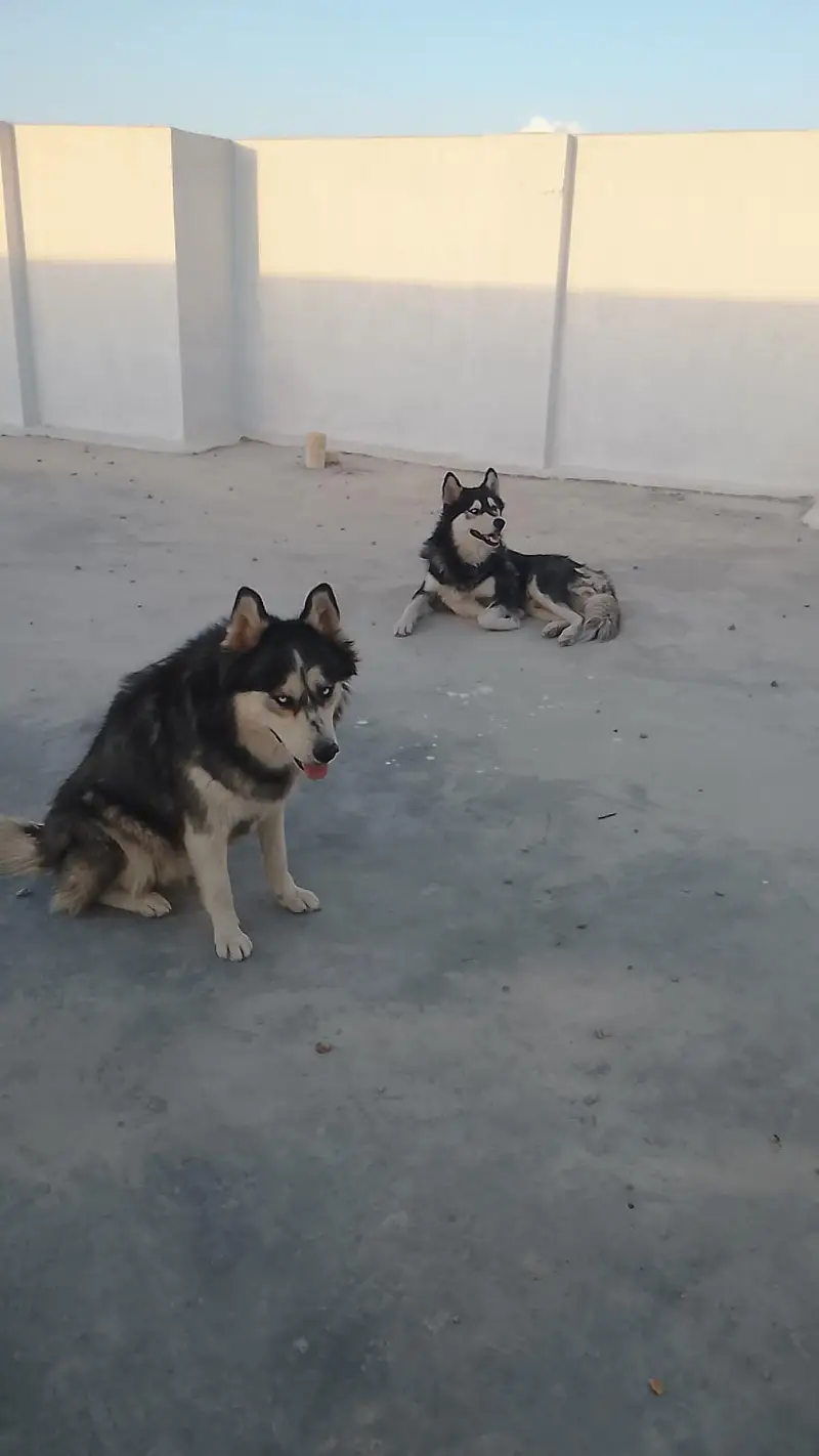 Siberian husky — photo 2