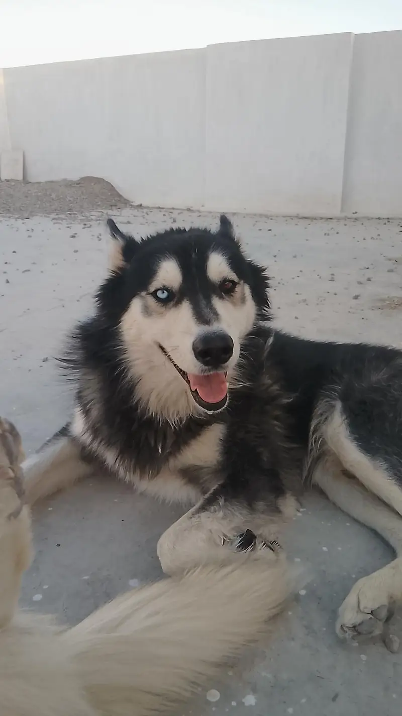 Siberian husky — photo 4
