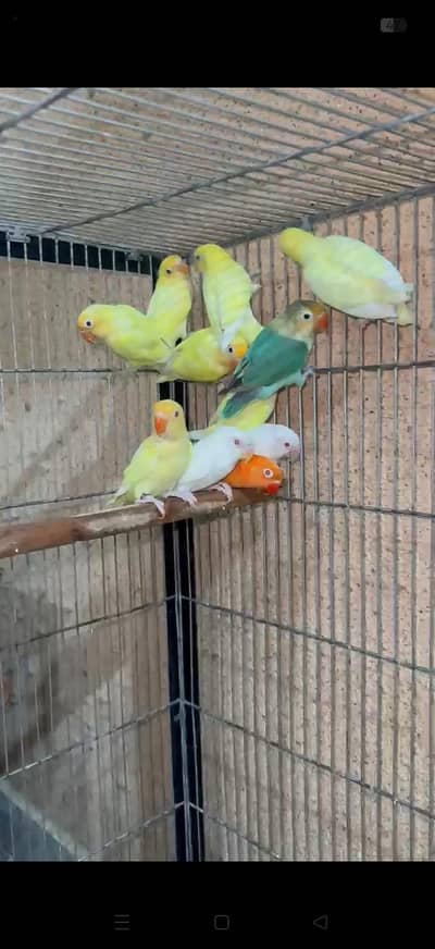lovebirds breeder pair pr pair 2000