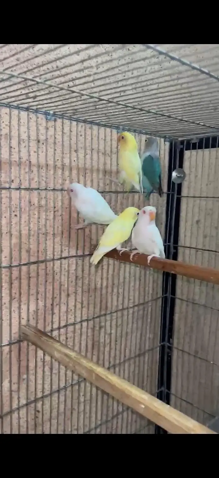 lovebirds breeder pair pr pair 2000 — photo 2